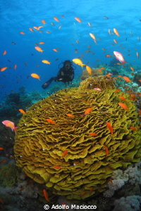 Coral garden & Diver
Jackson reef by Adolfo Maciocco 